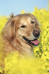 Golden Retriever Portrait