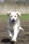 running Golden Retriever