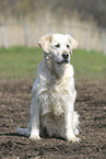 sitting Golden Retriever