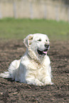 lying Golden Retriever