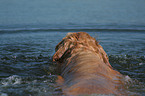 swimming Golden Retriever