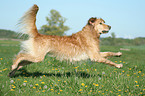 running Golden Retriever