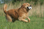 running Golden Retriever