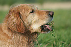 Golden Retriever Portrait