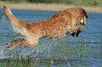 bathing Golden Retriever