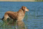 standing Golden Retriever