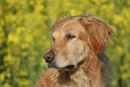 Golden Retriever Portrait