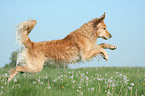 running Golden Retriever