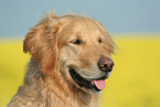 Golden Retriever Portrait