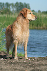 standing Golden Retriever