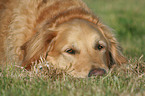 lying Golden Retriever