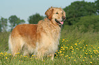 standing Golden Retriever