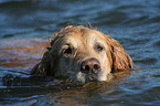 swimming Golden Retriever