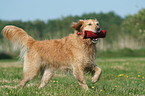 Golden Retriever mt Dummy