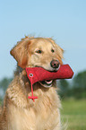 Golden Retriever mt Dummy