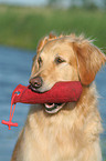 Golden Retriever retrieves Dummy