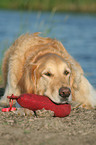 lying Golden Retriever