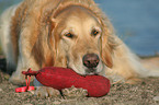 lying Golden Retriever