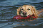 Golden Retriever retrieves Dummy