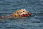 Golden Retriever retrieves Dummy