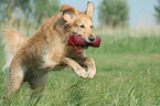 Golden Retriever retrieves Dummy