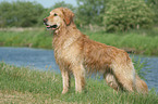 standing Golden Retriever