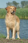 standing Golden Retriever