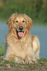 lying Golden Retriever