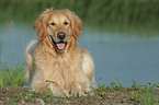 lying Golden Retriever