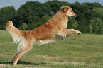 running Golden Retriever