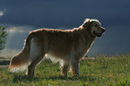 standing Golden Retriever