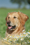 Golden Retriever Portrait