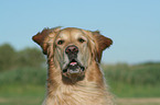 Golden Retriever Portrait