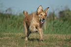 running Golden Retriever