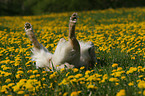 wallowing Golden Retriever