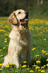 Golden Retriever on flower meadow