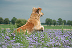 running Golden Retriever