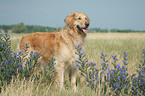 standing Golden Retriever