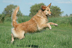 jumping Golden Retriever