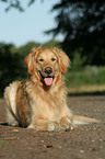 lying Golden Retriever