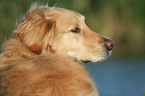 Golden Retriever Portrait