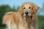 Golden Retriever Portrait