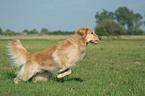 running Golden Retriever