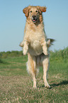 jumping Golden Retriever