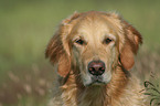 Golden Retriever Portrait