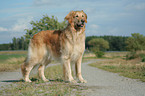 standing Golden Retriever