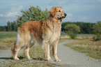 standing Golden Retriever