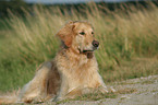 lying Golden Retriever