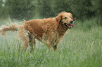 shaking Golden Retriever