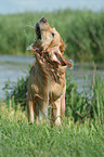 shaking Golden Retriever